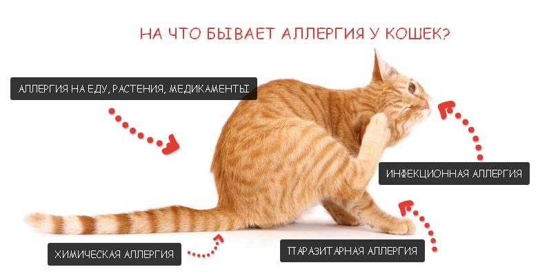 Аллергия у кошек, симптомы и признаки аллергии у котов
