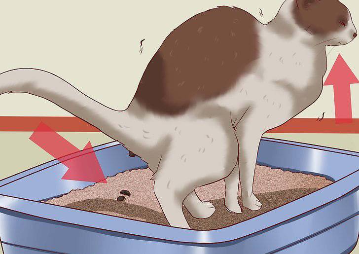 Кот какает с кровью: 10 причин появления кровяных следов в кале, лечение вероятных патологий