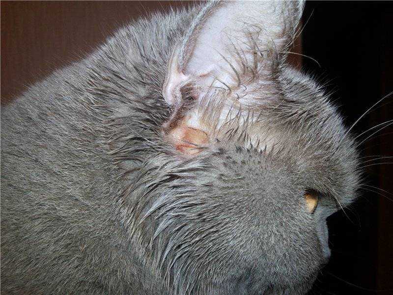 Почему у кошек горячие уши