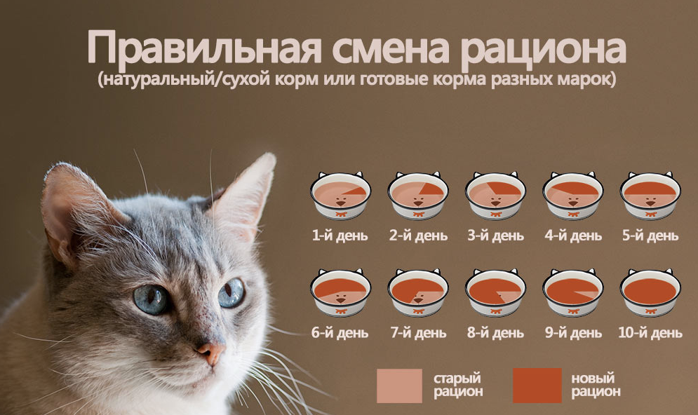 Чем можно кормить кошку натуральной едой в домашних условиях: меню на неделю