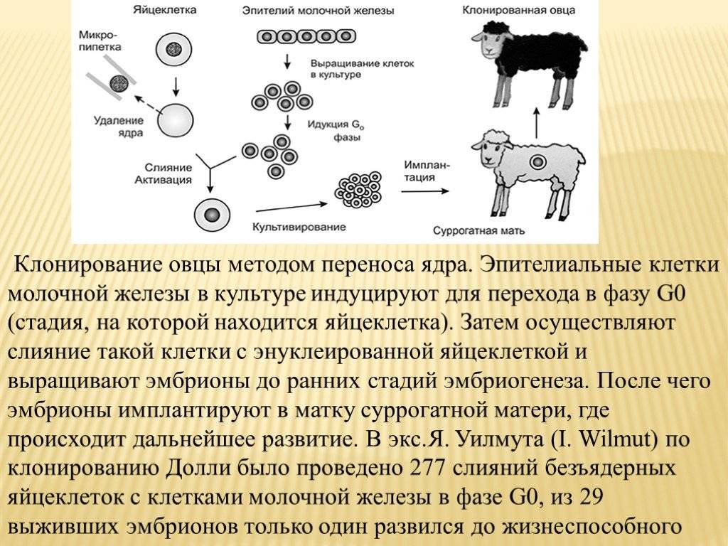 Проект клонирование животных