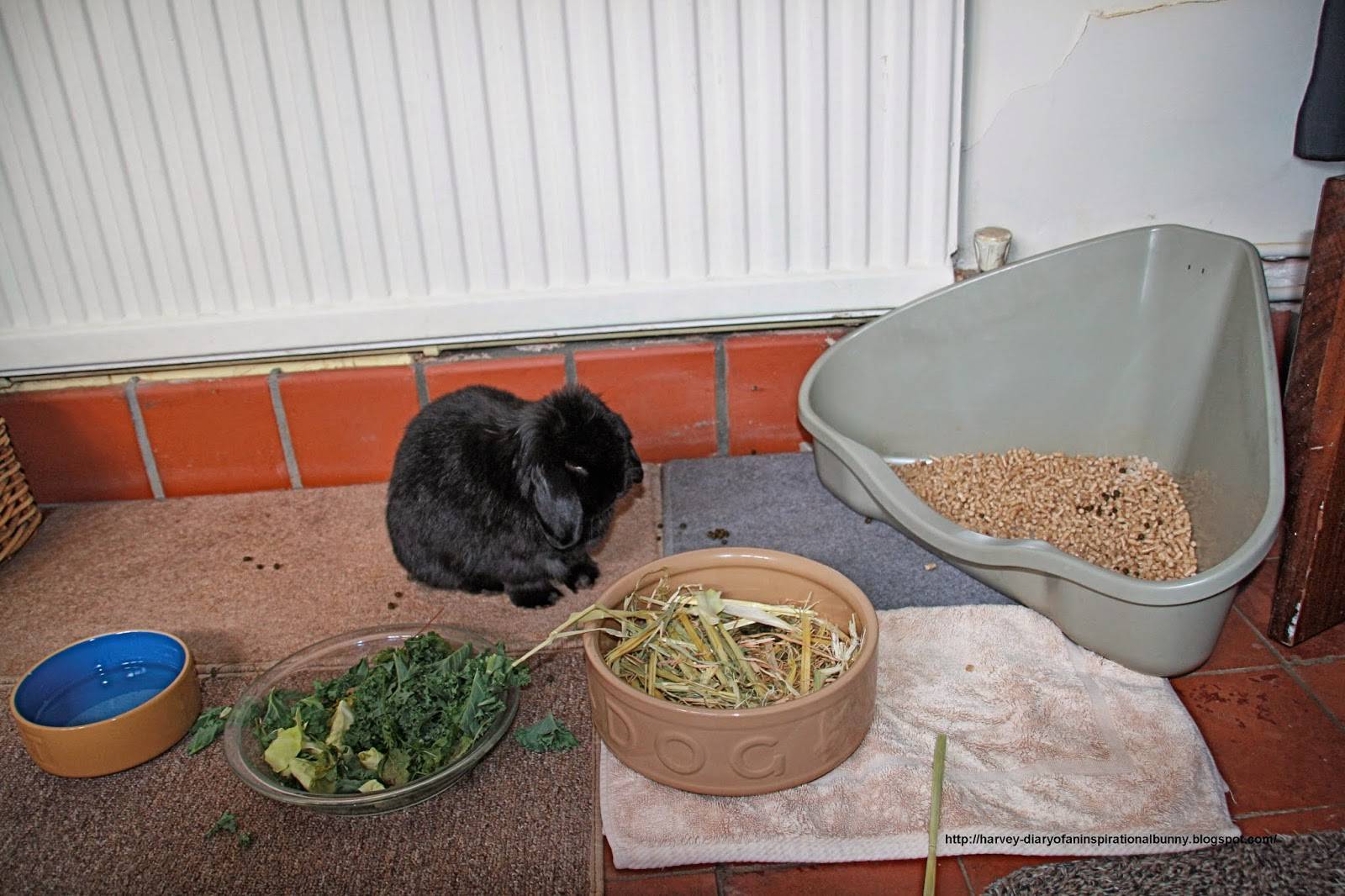 Как приучить кролика к лотку в клетке или квартире?