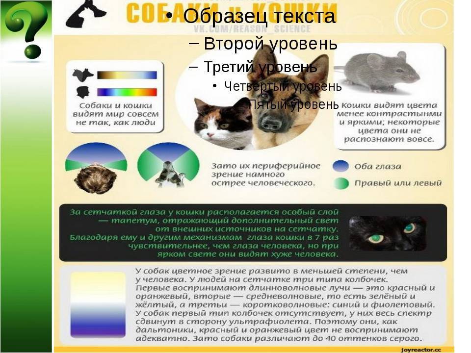 Как видят кошки наш мир и различают ли цвета: особенности зрения кошек (подробный обзор всех особенностей и отличий)