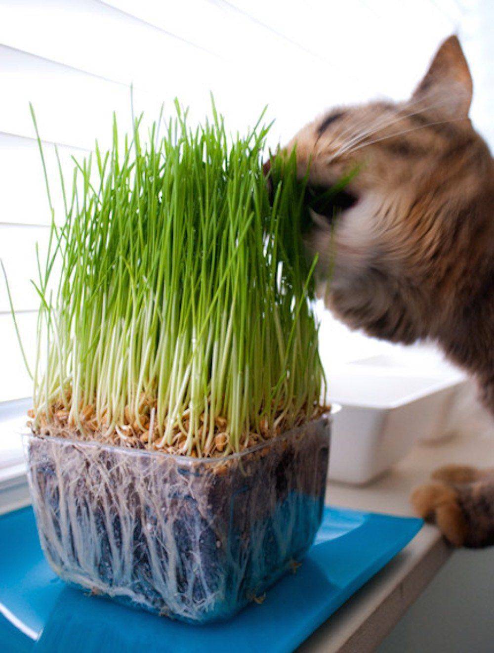 Какую траву любят и едят кошки