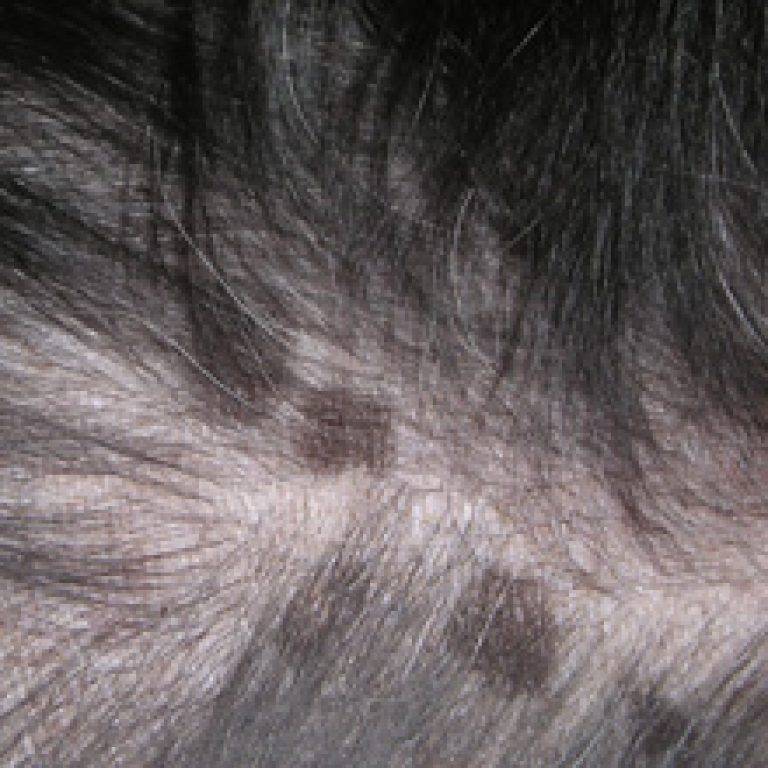 Черный акантоз – пигментированные утолщения кожи у собак