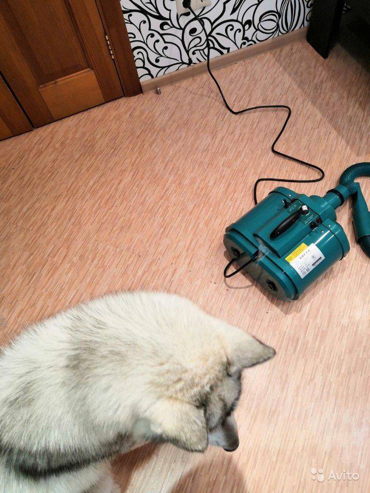 Компрессор для сушки собак на aliexpress: все «за» и «против»