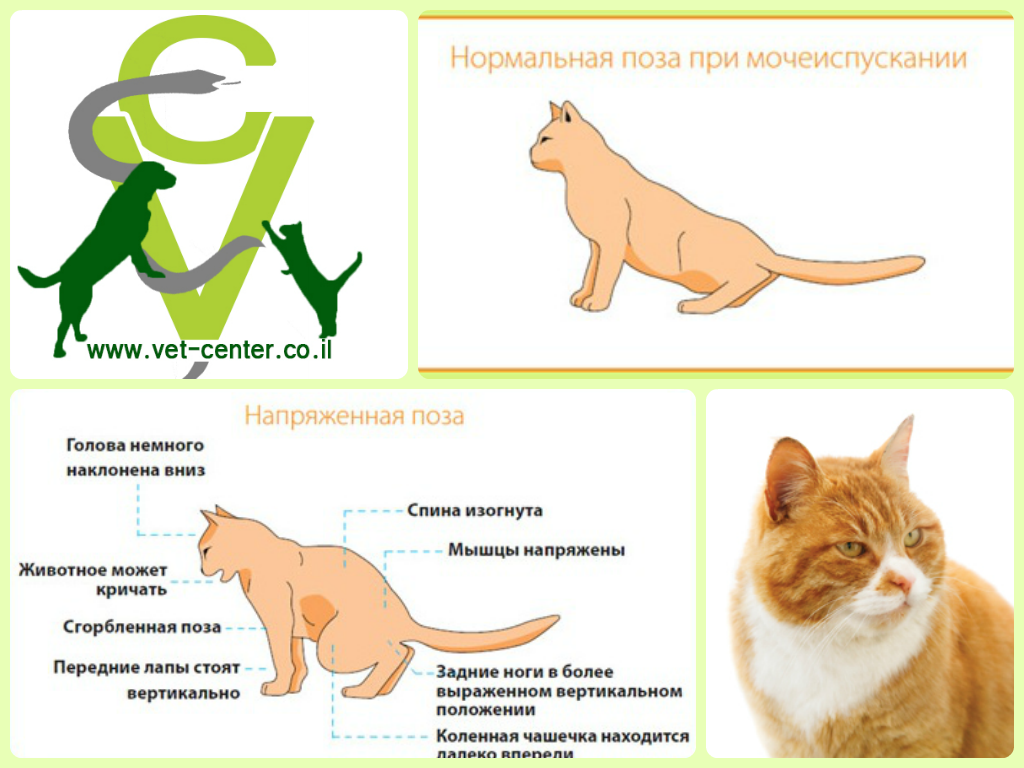 Мочекаменная болезнь у кошек: как диагностировать и лечить недуг