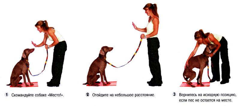 Как правильно дрессировать собаку самому