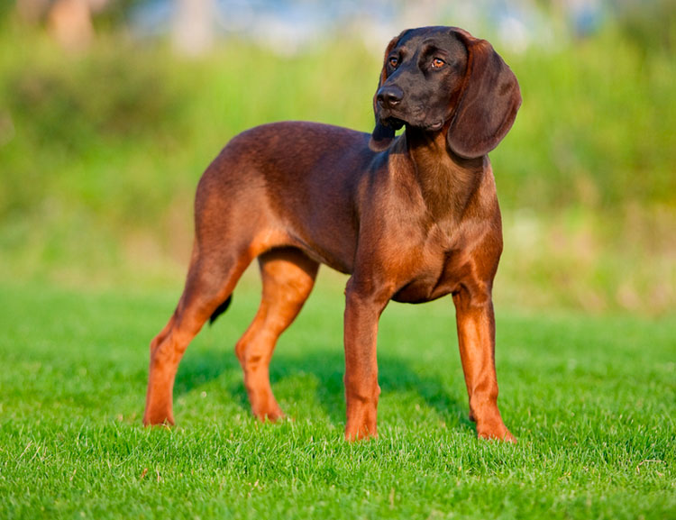 Баварская горная гончая — охотничья порода собак немецкого выведения