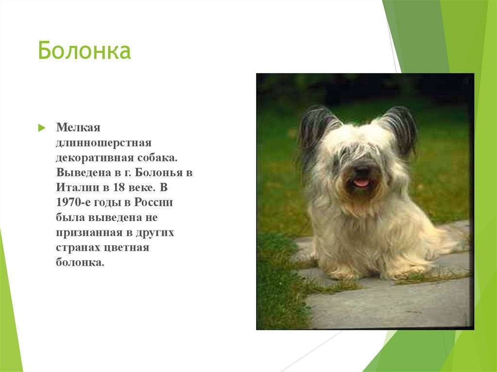 Русская цветная болонка-маленькая декоративная собачка-компаньон |