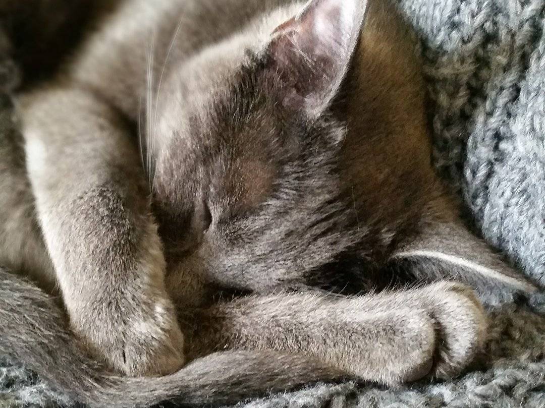 Зачем кошки закрывают морду лапкой во время сна? - gafki.ru