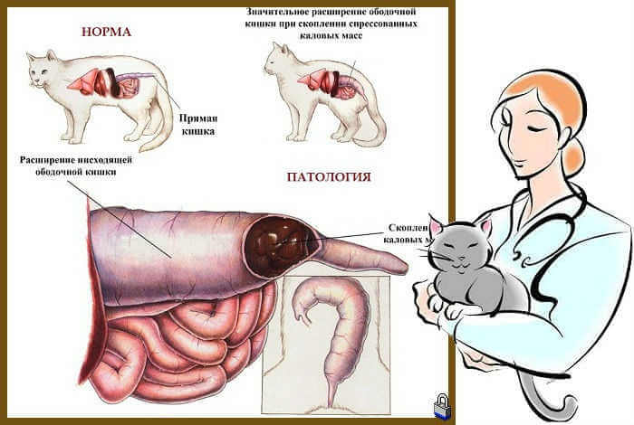 Непроходимость кишечника у кошек и котов - чем опасна и что нужно знать! | caticat.ru