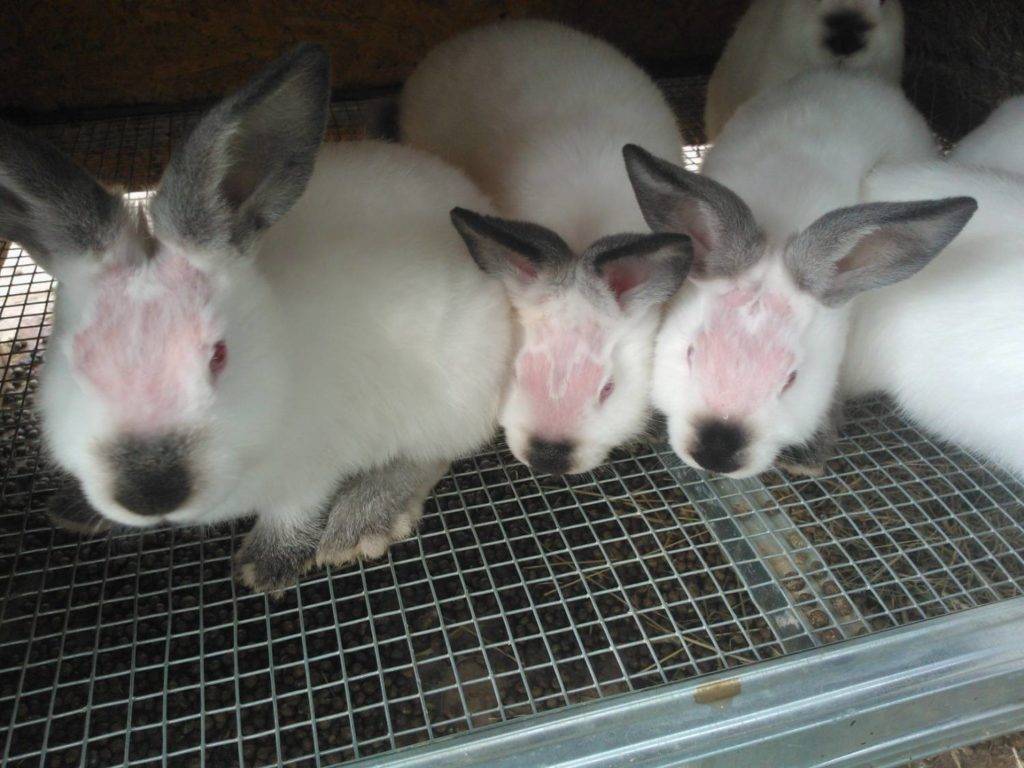 Дерматофитоз (микроспория, или лишай). декоративные кролики