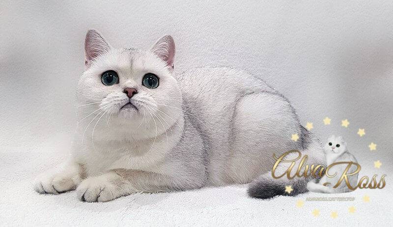Плюшевая кошка - британская шиншилла: ее экстерьер и повадки