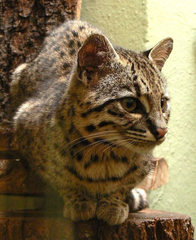 Кошка жоффруа: описание, характер, среда обитания и образ жизни, фото