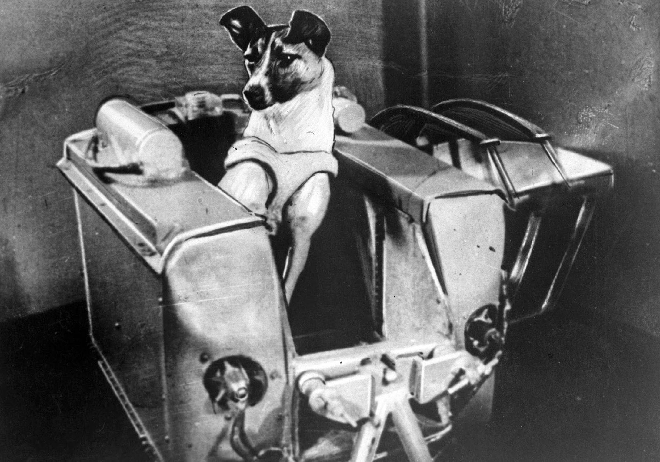 Первое животное космонавт. Собака лайка 1957. Первая собака космонавт лайка. Собака лайка в космосе 1957. Собака лайка на спутнике 2.