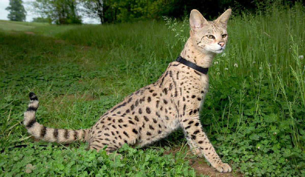 Кошка саванна (фото): покорный и ласковый гепард