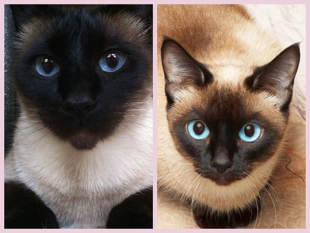 Чем отличаются сиамские кошки от тайских?
