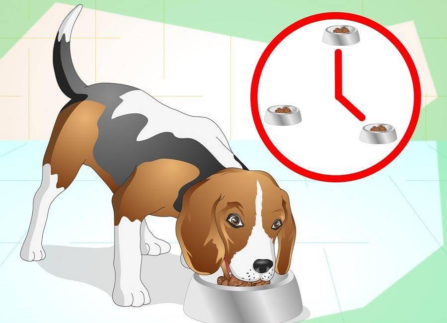 Как приучить собаку к лотку (туалету) дома, 5 видов и как выбрать