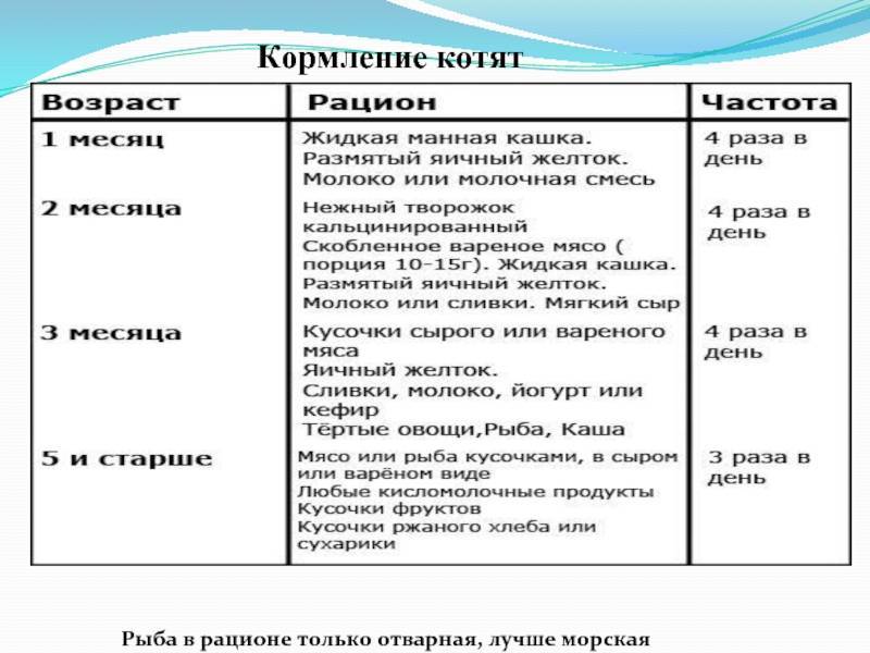 Как прокормить котенка возрастом 1 месяц, который остался без мамы-кошки