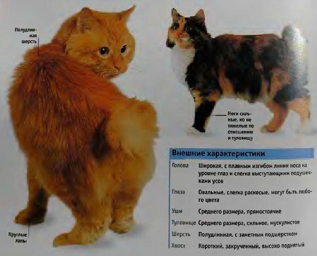 Описание и фото курильского бобтейла, характеристика породы кошек, близкие разновидности