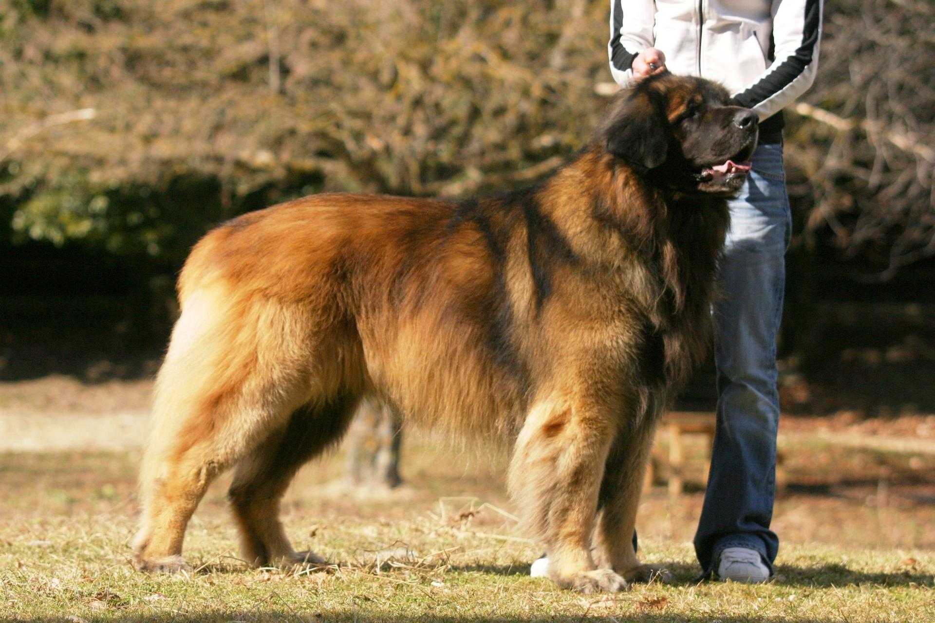 Самые большие собаки в мире: топ-10 крупных и тяжёлых пород с фото и описанием
