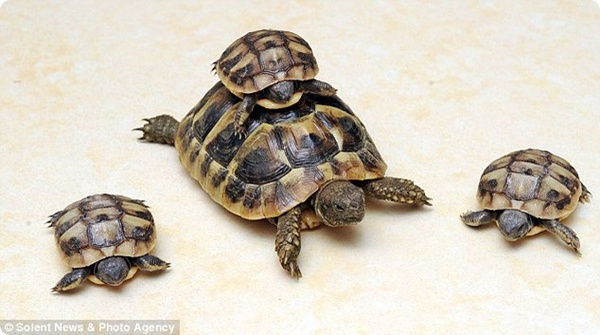 Спячка красноухих черепах: описание,фото,видео.