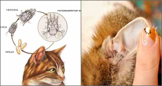 Как вытащить клеща у кота: способы удаления паразита с кожи питомца