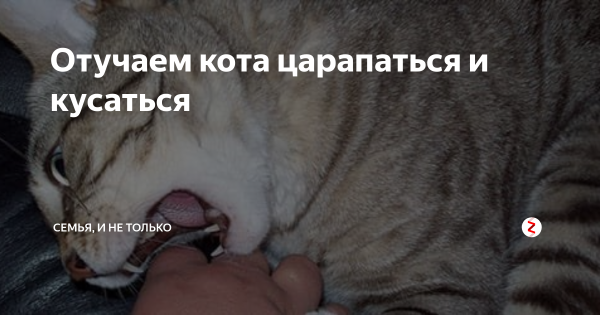 Почему котенок кусается и царапается