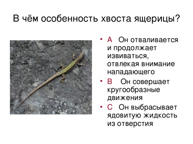 Сколько раз у ящерицы отрастает хвост. почему ящерица отбрасывает хвост