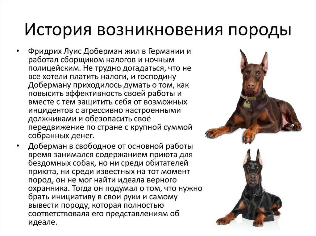 Мини доберман пинчер — цвергпинчер, активный ревнивец и бдительный охранник