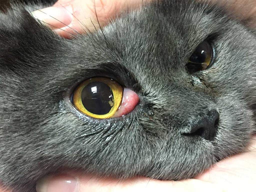 Третье веко у кошки: причины, симптомы, лечение | блог ветклиники "беланта"