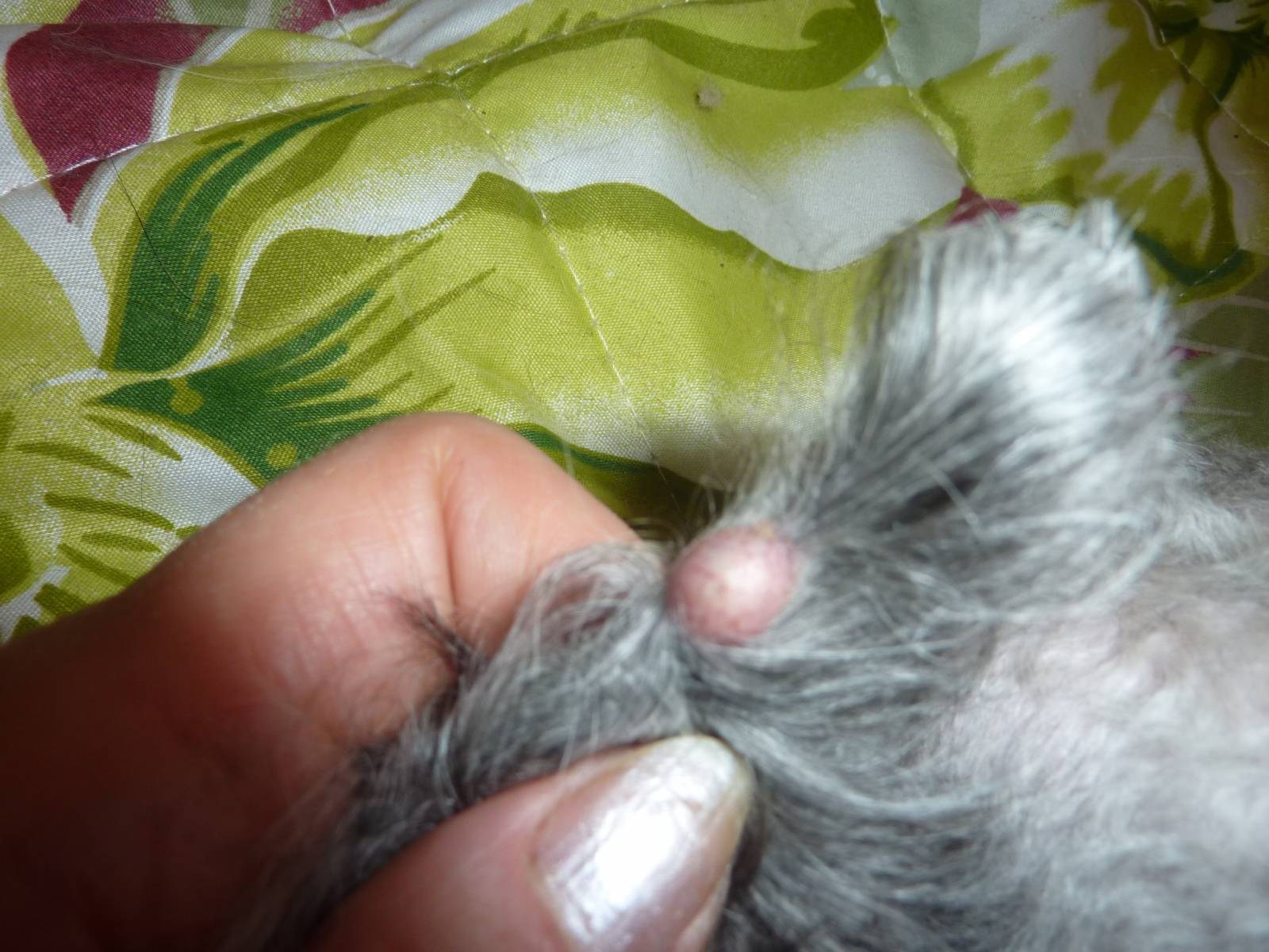 6 причин шишки на щеке у кота