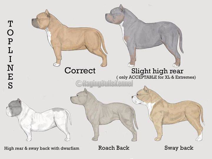 Американский булли - описание породы и характер собаки