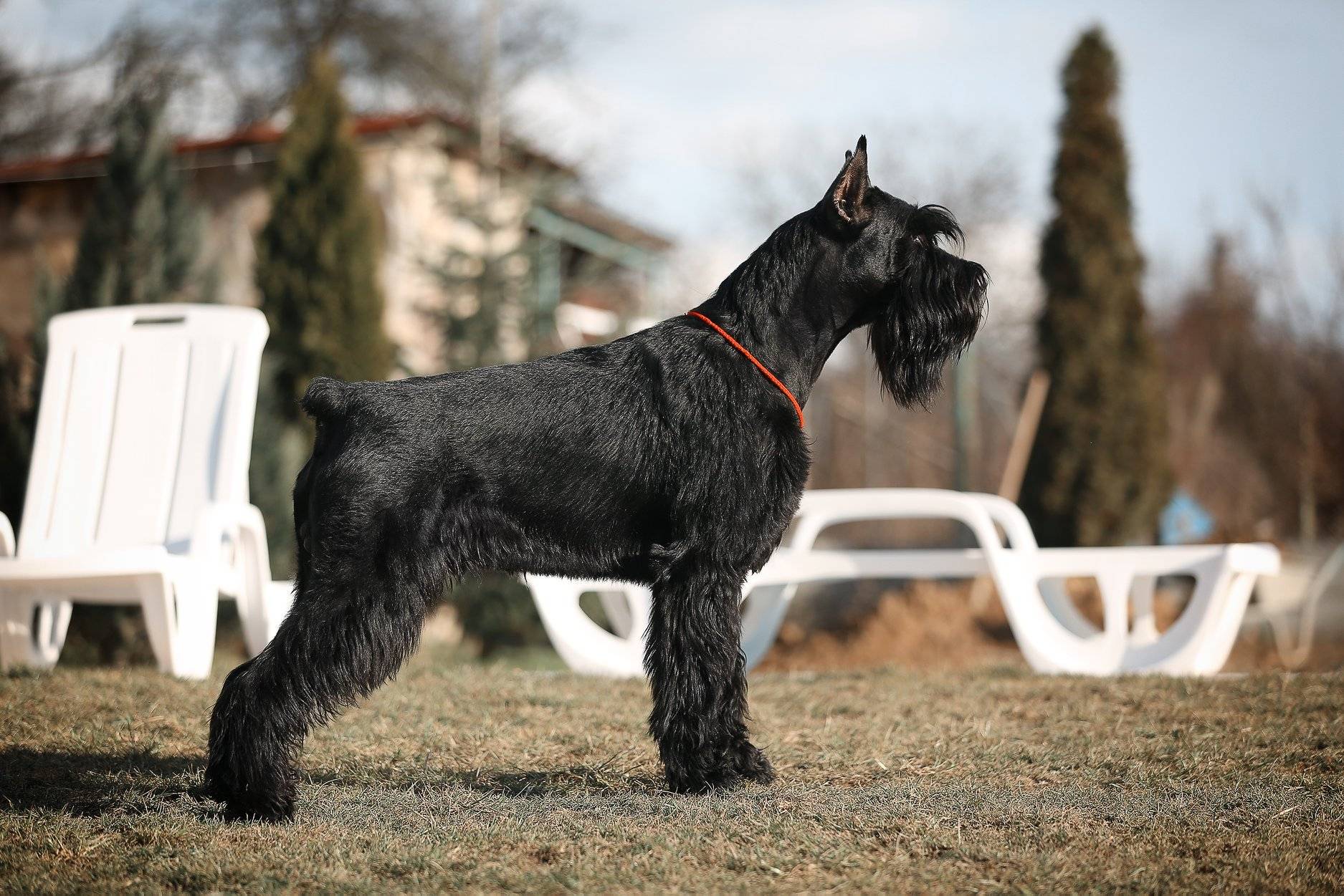 Ризеншнауцер (гигантский шнауцер): описание породы с фото и видео