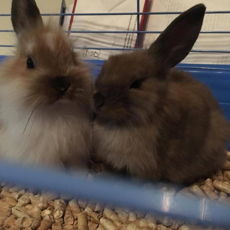 Сколько стоит декоративный кролик в зоомагазине