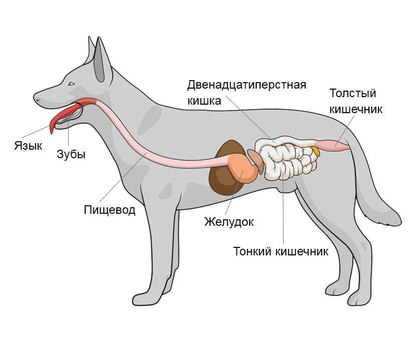 7 причин, почему у собаки бурлит в животе - что делать