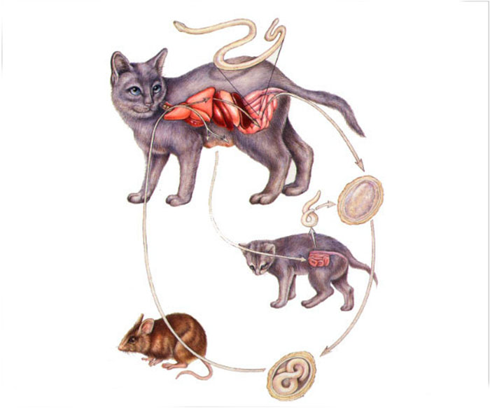 Какие глисты передаются от кошки человеку?