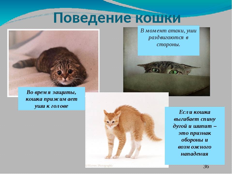 Как понимать кошек. личный опыт