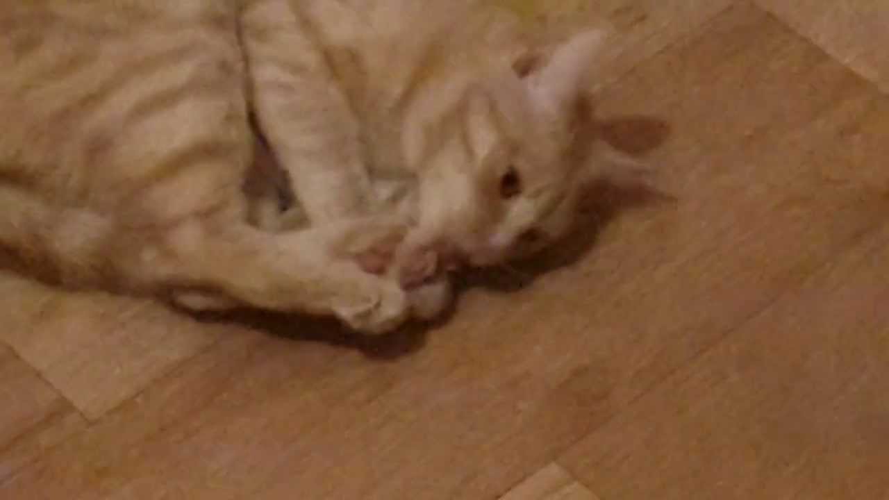 5 причин почему кошка бегает за своим хвостом