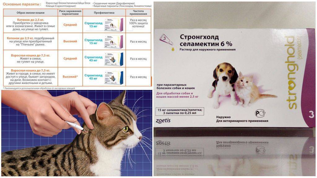 Стронгхолд для кошек: инструкция по применению