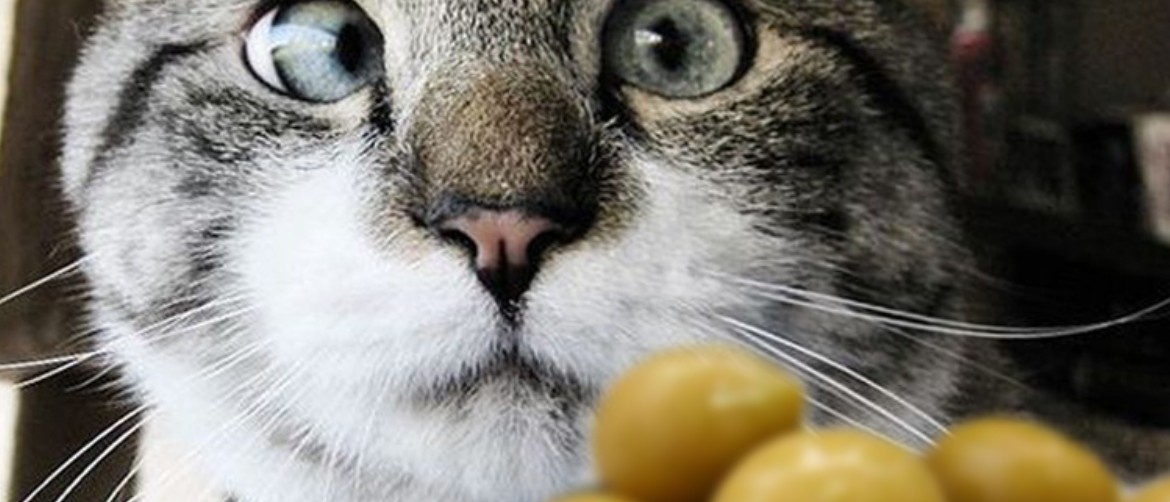 Почему кошки любят оливки, стоит ли их давать