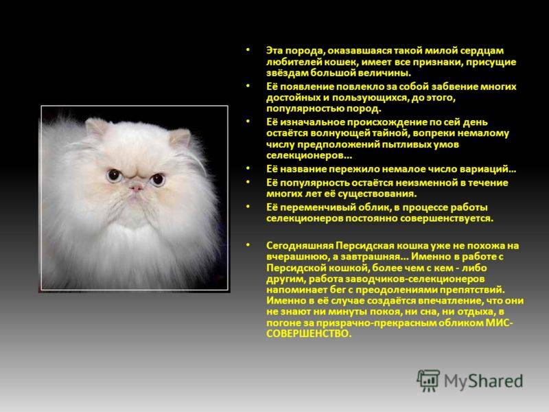 Гималайская кошка: описание и характер породы, основы ухода, фото