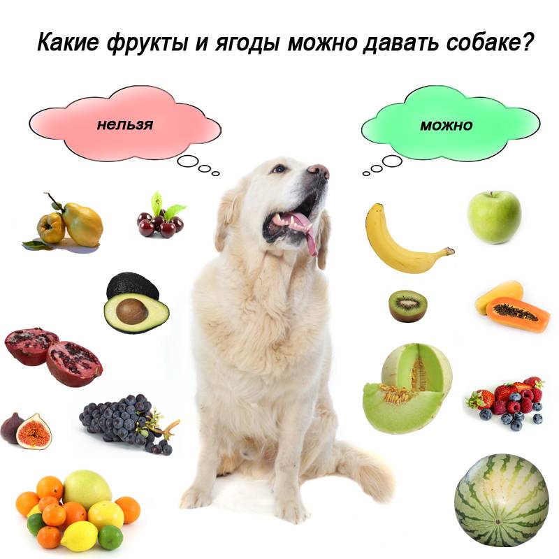 Описание натуральной пищи: советы, чем кормить собаку в домашних условиях