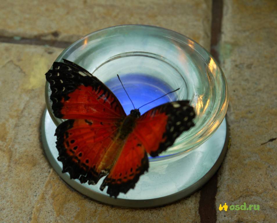 Как можно вырастить бабочку в домашних условиях