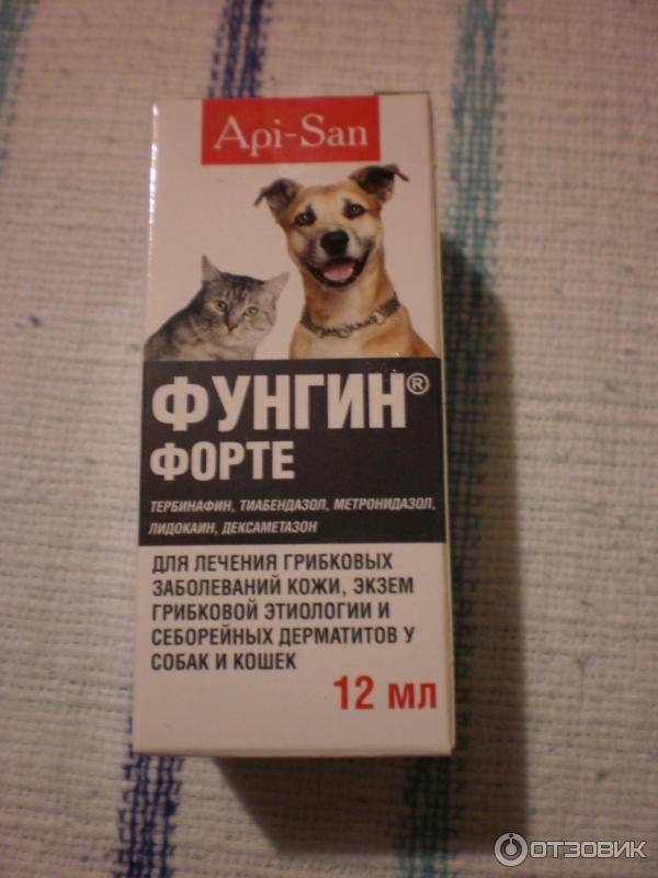 Использование препарата фунгин форте для лечения заболеваний кожи у кошек