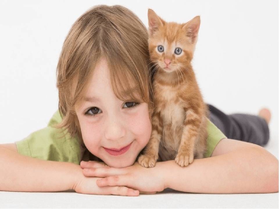 Какая порода кошек подходит для детей. индивидуальный выбор