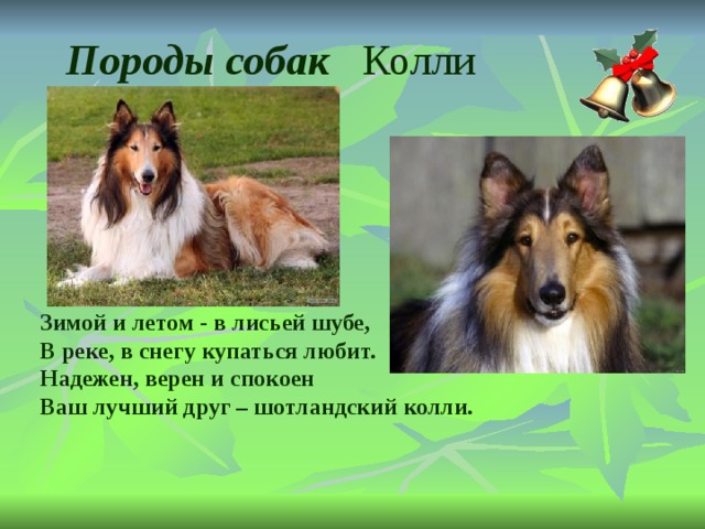 ᐉ шелти собака описание породы - zoomanji.ru