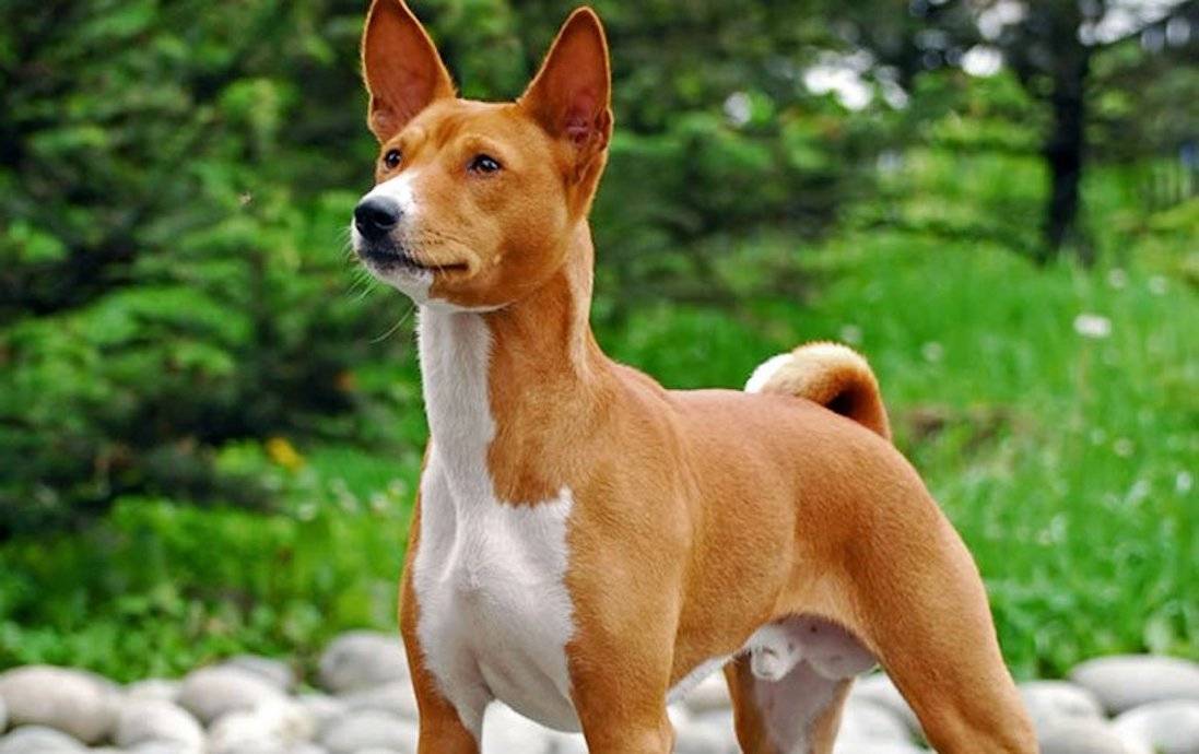 Нелиняющие породы собак: 25 собак без запаха и линьки
