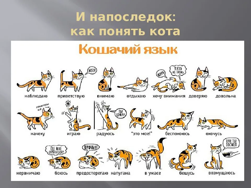Переводчик с кошачьего на человеческий: как понять животное с помощью их жестов и звуков